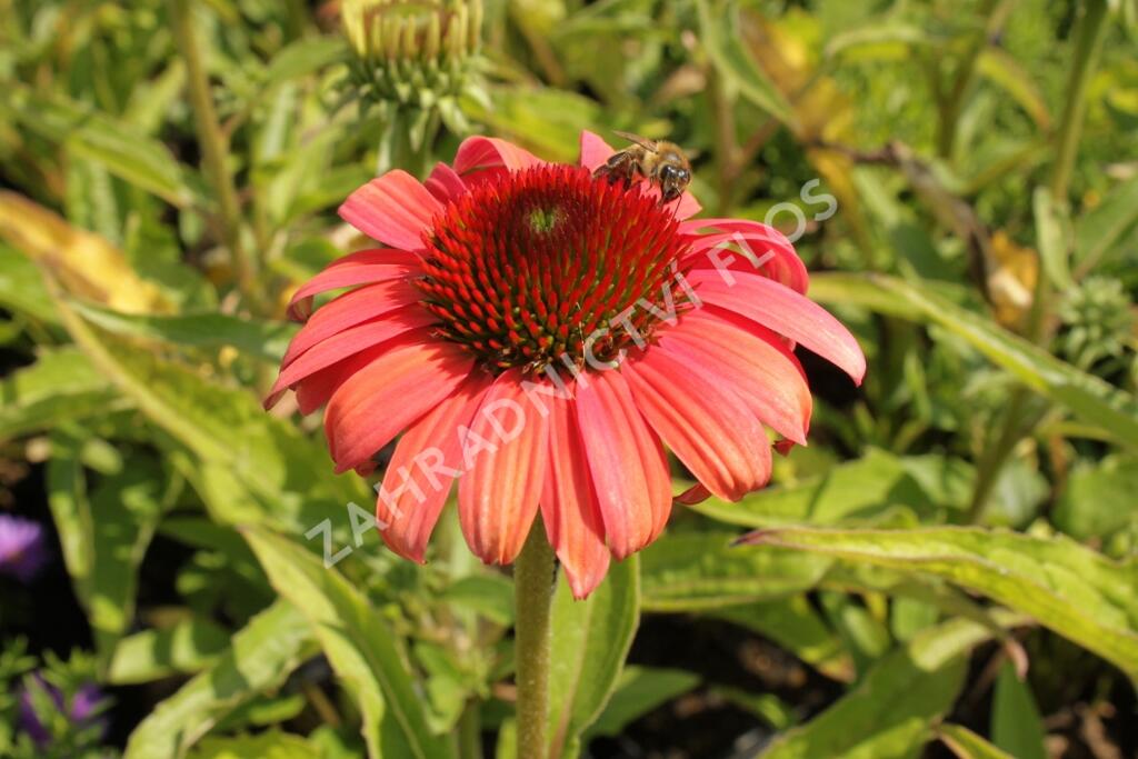 Třapatkovka nachová 'Papallo Classic Dragon Fruit' - Echinacea purpurea 'Papallo Classic Dragon Fruit'