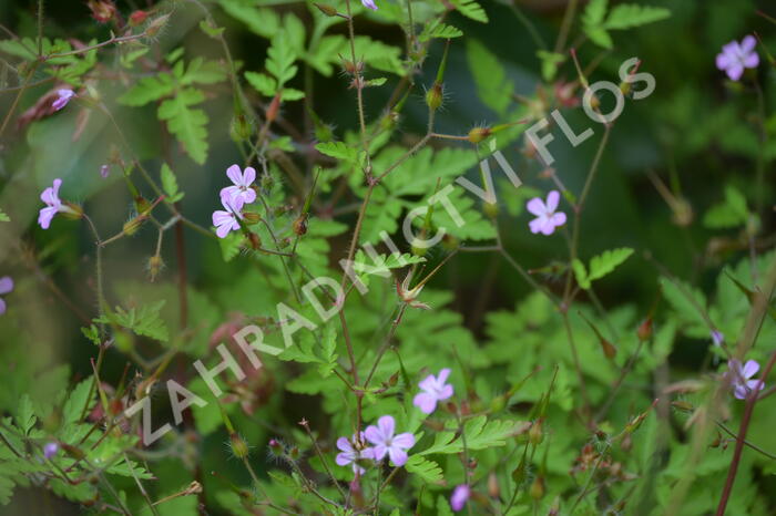 Kakost smrdutý - Geranium robertianum