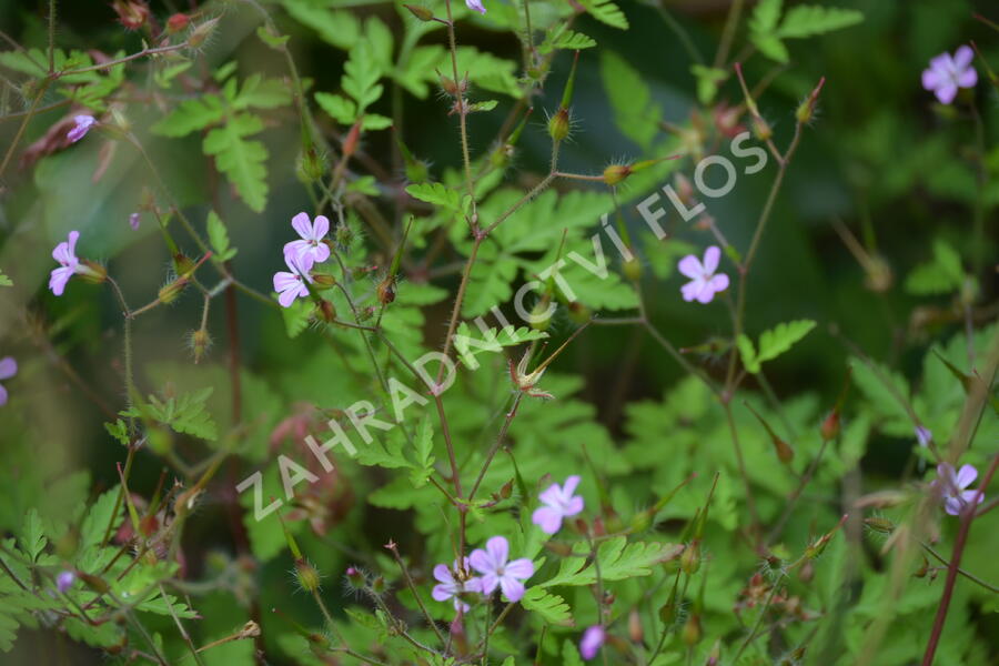 Kakost smrdutý - Geranium robertianum