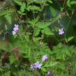 Kakost smrdutý - Geranium robertianum