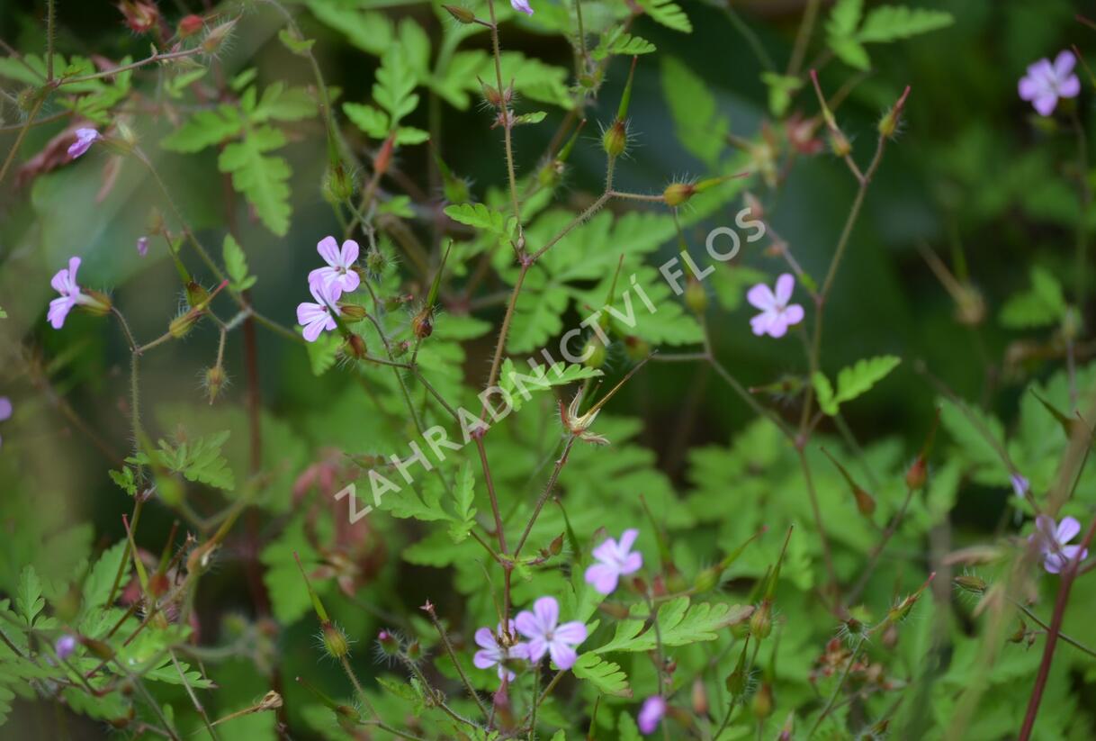 Kakost smrdutý - Geranium robertianum