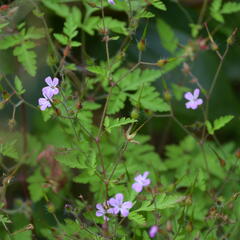 Kakost smrdutý - Geranium robertianum