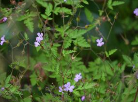 Kakost smrdutý - Geranium robertianum