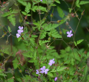 Kakost smrdutý - Geranium robertianum