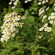 Řimbaba chocholičnatá - Tanacetum corymbosum