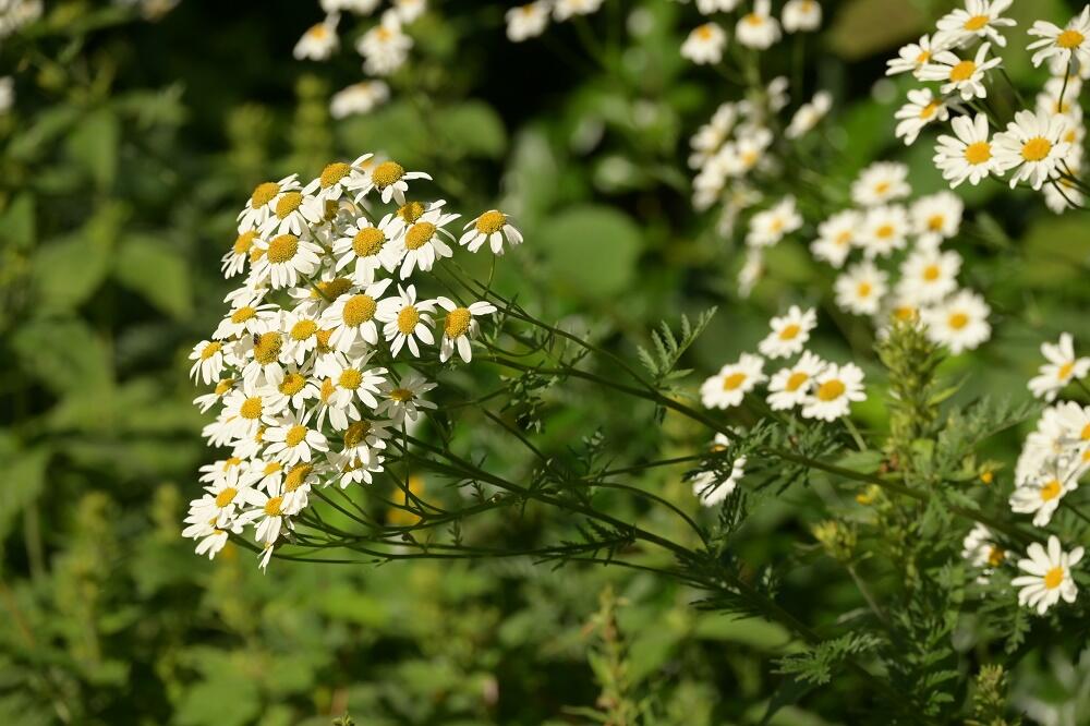 Řimbaba chocholičnatá - Tanacetum corymbosum