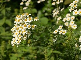 Řimbaba chocholičnatá - Tanacetum corymbosum