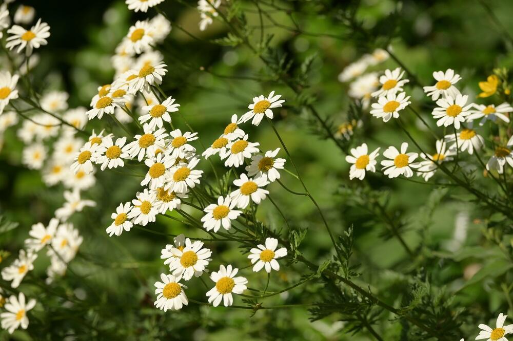 Řimbaba chocholičnatá - Tanacetum corymbosum