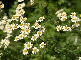 Řimbaba chocholičnatá - Tanacetum corymbosum