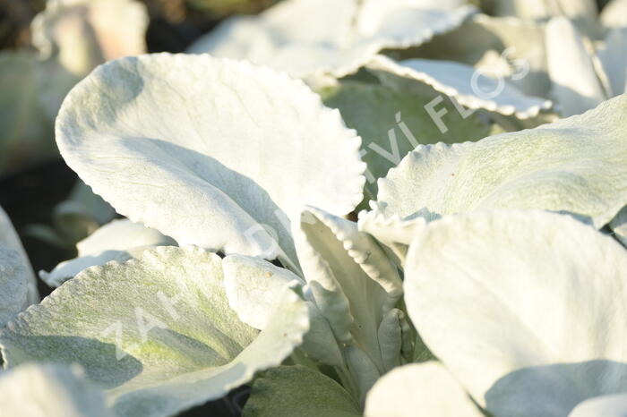 Starček 'Angel Wings'® - Senecio candidans 'Angel Wings'®