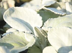 Starček 'Angel Wings'® - Senecio candidans 'Angel Wings'®