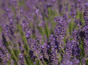 Levandule úzkolistá 'Imperial Gem' - Lavandula angustifolia 'Imperial Gem'