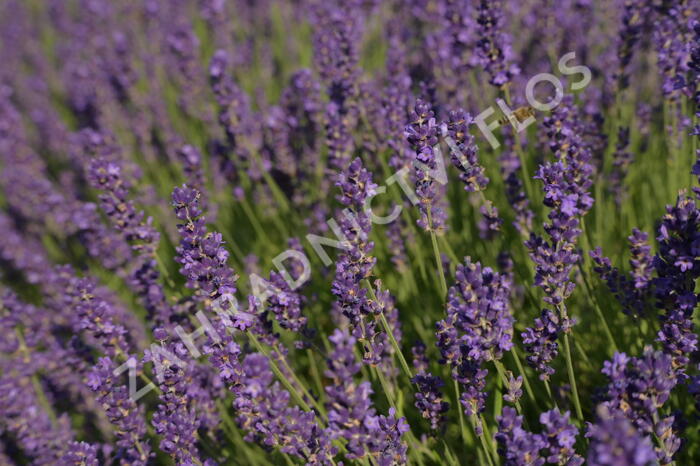 Levandule úzkolistá 'Imperial Gem' - Lavandula angustifolia 'Imperial Gem'