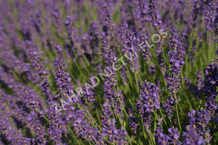 Levandule úzkolistá 'Imperial Gem' - Lavandula angustifolia 'Imperial Gem'