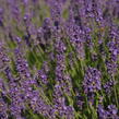 Levandule úzkolistá 'Imperial Gem' - Lavandula angustifolia 'Imperial Gem'