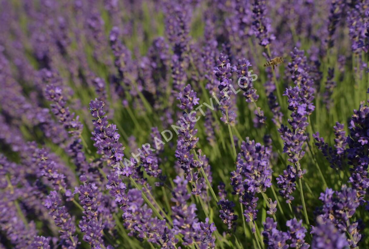Levandule úzkolistá 'Imperial Gem' - Lavandula angustifolia 'Imperial Gem'