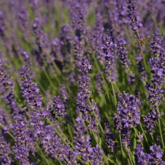 Levandule úzkolistá 'Imperial Gem' - Lavandula angustifolia 'Imperial Gem'