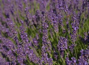 Levandule úzkolistá 'Imperial Gem' - Lavandula angustifolia 'Imperial Gem'