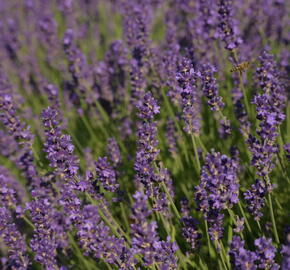 Levandule úzkolistá 'Imperial Gem' - Lavandula angustifolia 'Imperial Gem'