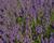 Levandule úzkolistá 'Imperial Gem'