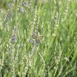 Levandule 'Fragrant Memories' - Lavandula intermedia 'Fragrant Memories'