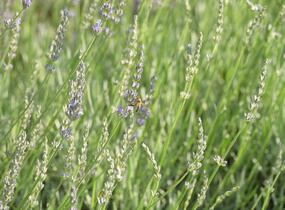 Levandule 'Fragrant Memories' - Lavandula intermedia 'Fragrant Memories'