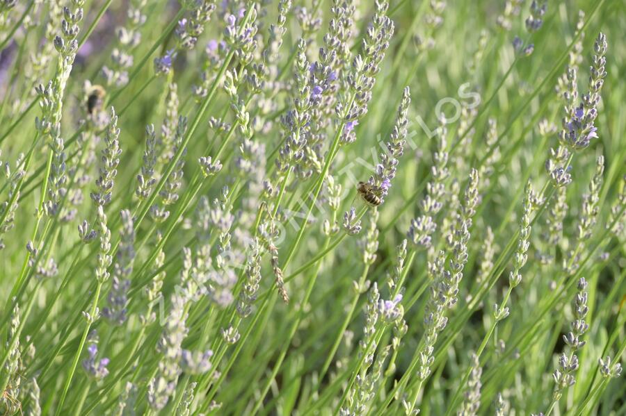 Levandule 'Fragrant Memories' - Lavandula intermedia 'Fragrant Memories'