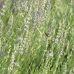 Levandule 'Fragrant Memories' - Lavandula intermedia 'Fragrant Memories'