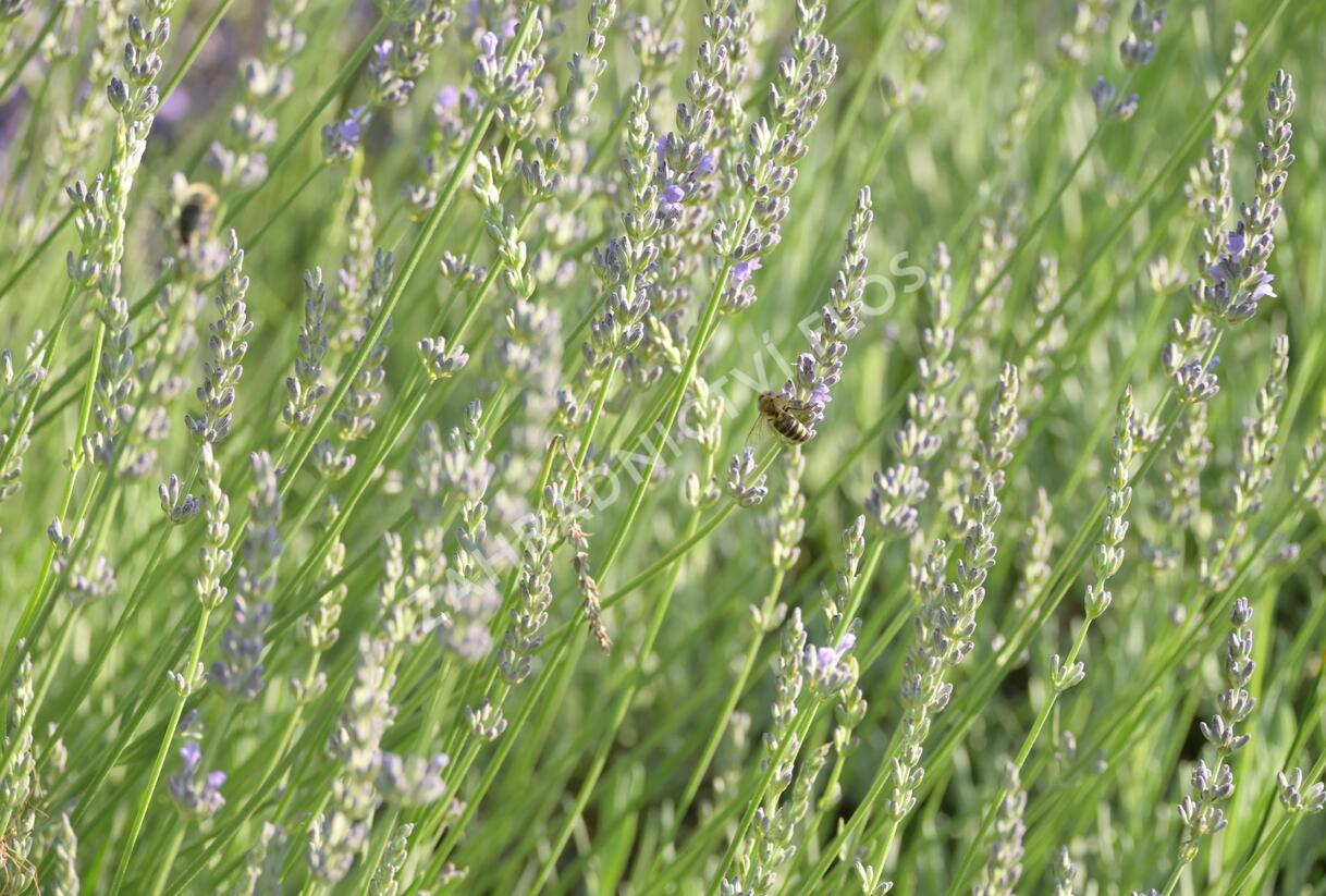 Levandule 'Fragrant Memories' - Lavandula intermedia 'Fragrant Memories'