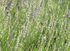 Levandule 'Fragrant Memories' - Lavandula intermedia 'Fragrant Memories'