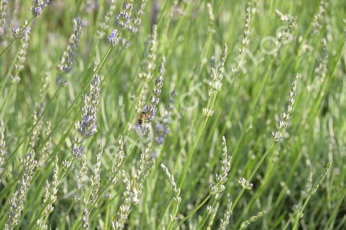 Levandule 'Fragrant Memories' - Lavandula intermedia 'Fragrant Memories'