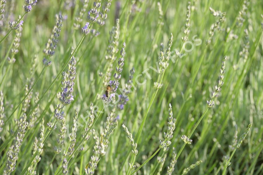Levandule 'Fragrant Memories' - Lavandula intermedia 'Fragrant Memories'