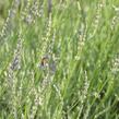 Levandule 'Fragrant Memories' - Lavandula intermedia 'Fragrant Memories'