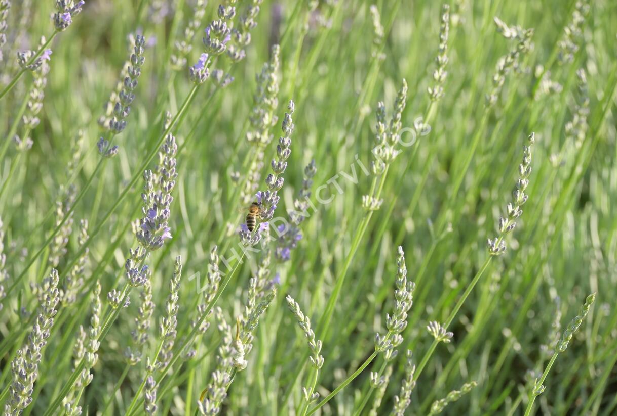 Levandule 'Fragrant Memories' - Lavandula intermedia 'Fragrant Memories'
