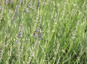 Levandule 'Fragrant Memories' - Lavandula intermedia 'Fragrant Memories'