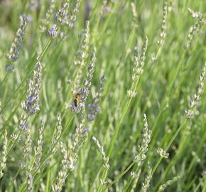 Levandule 'Fragrant Memories' - Lavandula intermedia 'Fragrant Memories'