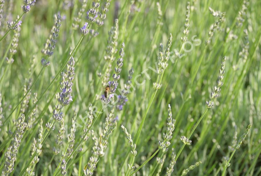 Levandule 'Fragrant Memories' - Lavandula intermedia 'Fragrant Memories'