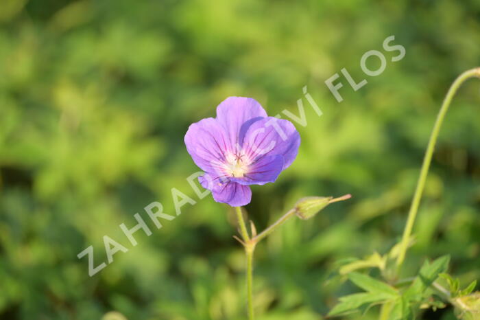 Kakost 'Orion' - Geranium 'Orion'