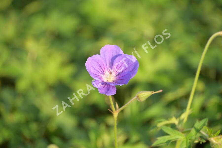 Kakost 'Orion' - Geranium 'Orion'