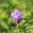 Kakost 'Orion' - Geranium 'Orion'