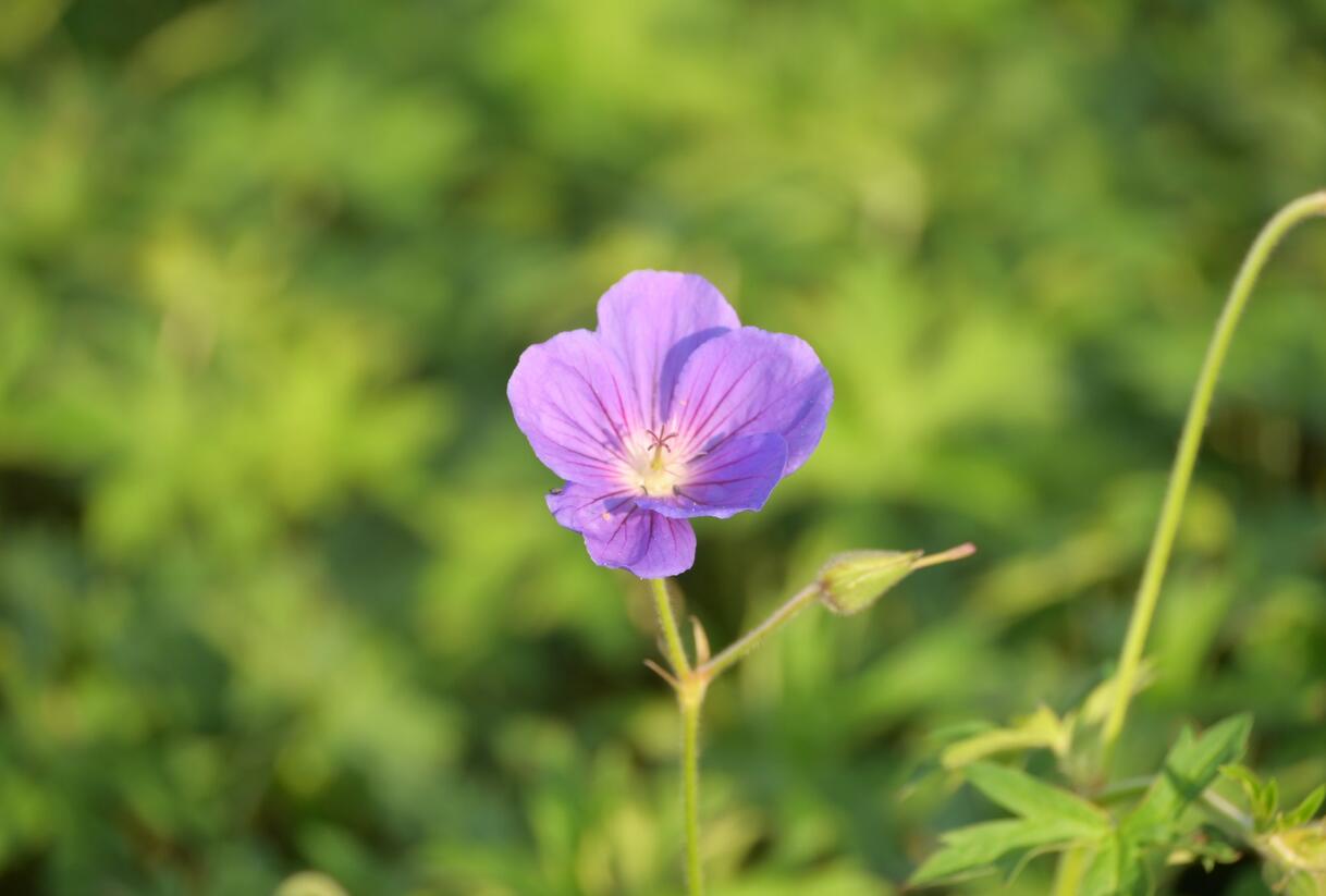 Kakost 'Orion' - Geranium 'Orion'