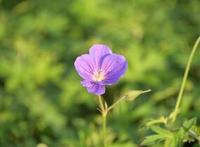 Kakost 'Orion' - Geranium 'Orion'