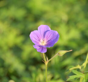 Kakost 'Orion' - Geranium 'Orion'