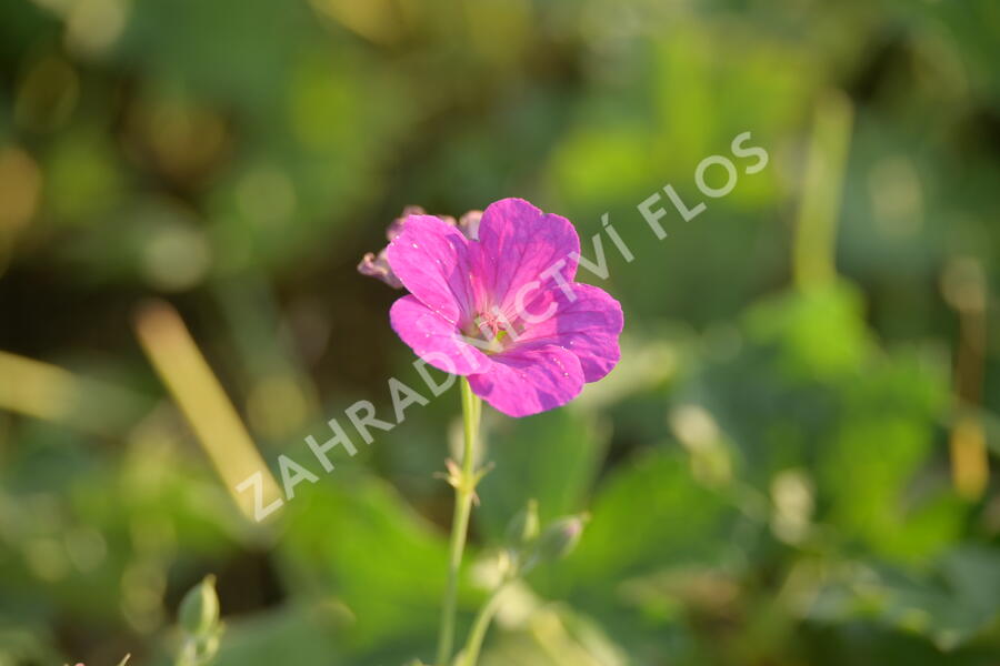 Kakost 'Russell Prichard' - Geranium riversleaianum 'Russell Prichard'