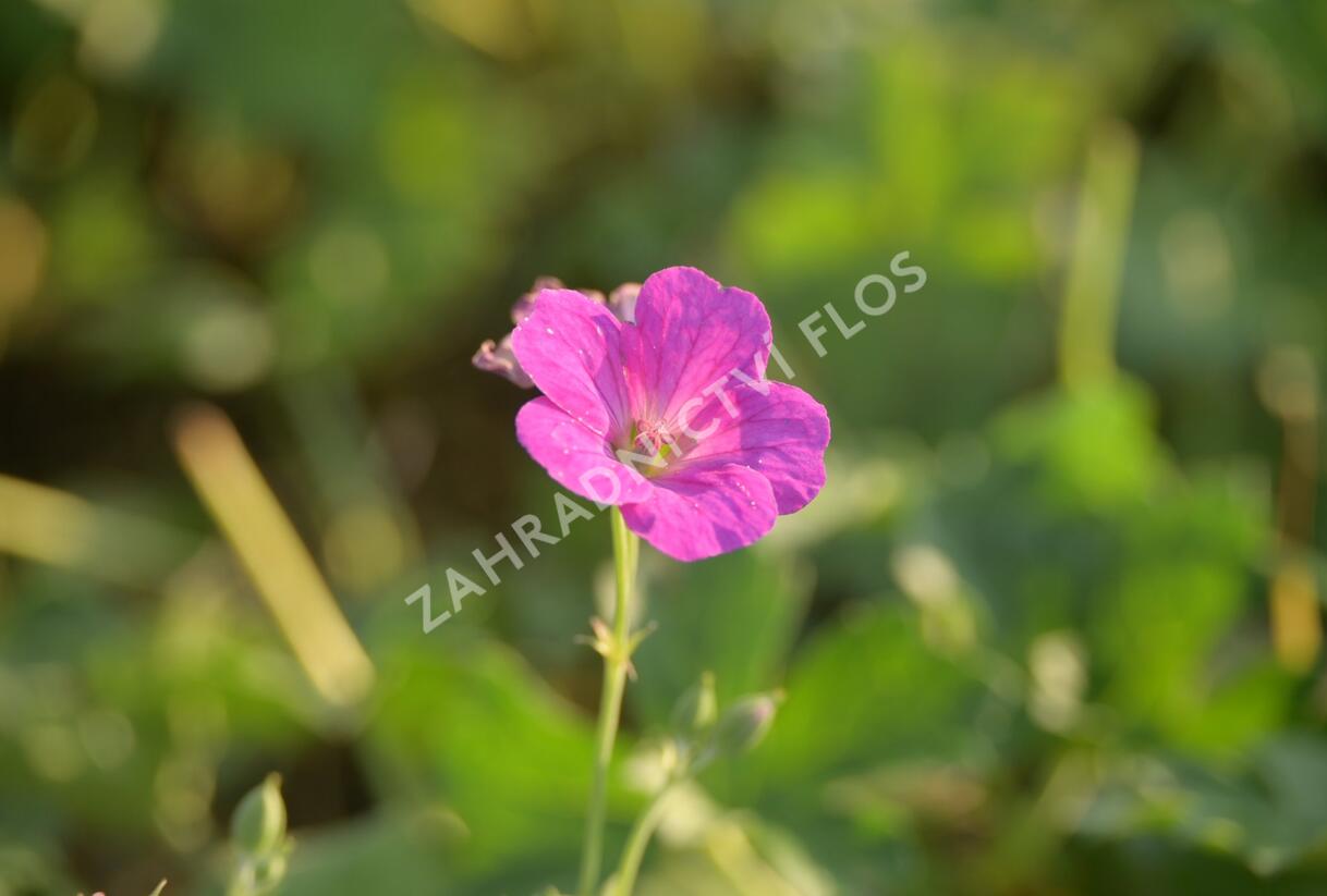 Kakost 'Russell Prichard' - Geranium riversleaianum 'Russell Prichard'