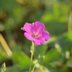 Kakost 'Russell Prichard' - Geranium riversleaianum 'Russell Prichard'