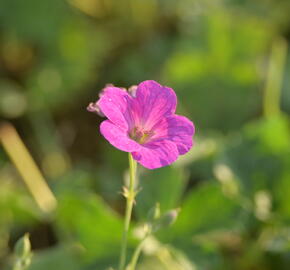 Kakost 'Russell Prichard' - Geranium riversleaianum 'Russell Prichard'