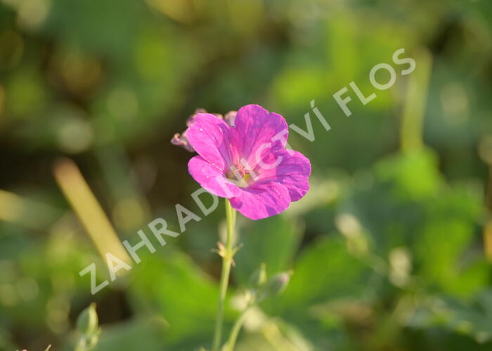 Kakost 'Russell Prichard' - Geranium riversleaianum 'Russell Prichard'