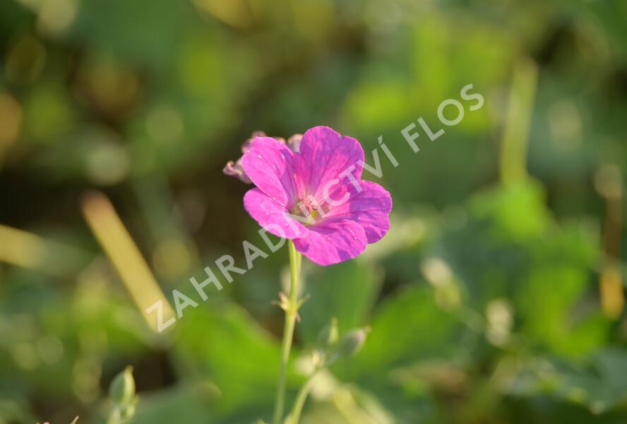 Kakost 'Russell Prichard' - Geranium riversleaianum 'Russell Prichard'