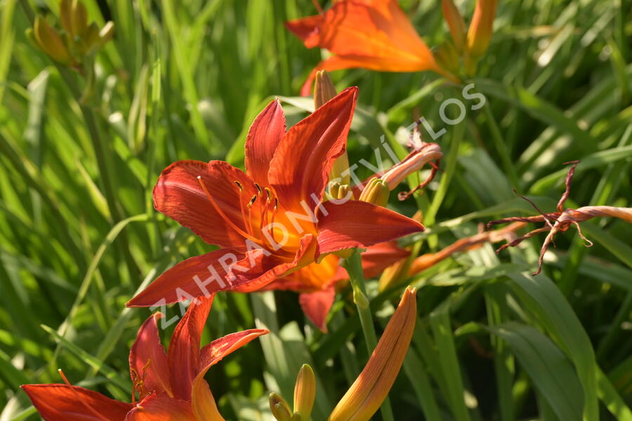 Denivka 'Anzac' - Hemerocallis 'Anzac'